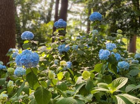 🌳 타마가와다이 공원 이미지 7